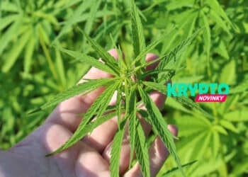 Marihuana