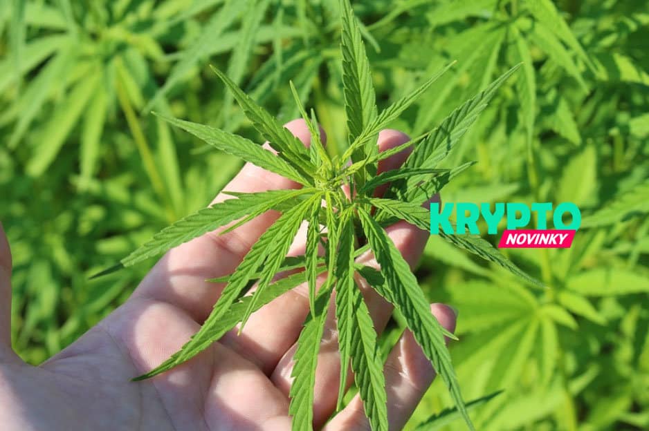 Marihuana