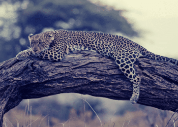 afrika