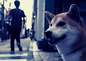 Vitalik Buterin spaluje $6.7 bilionů Shiba Inu (SHIB) jako odměnu psí komunitě
