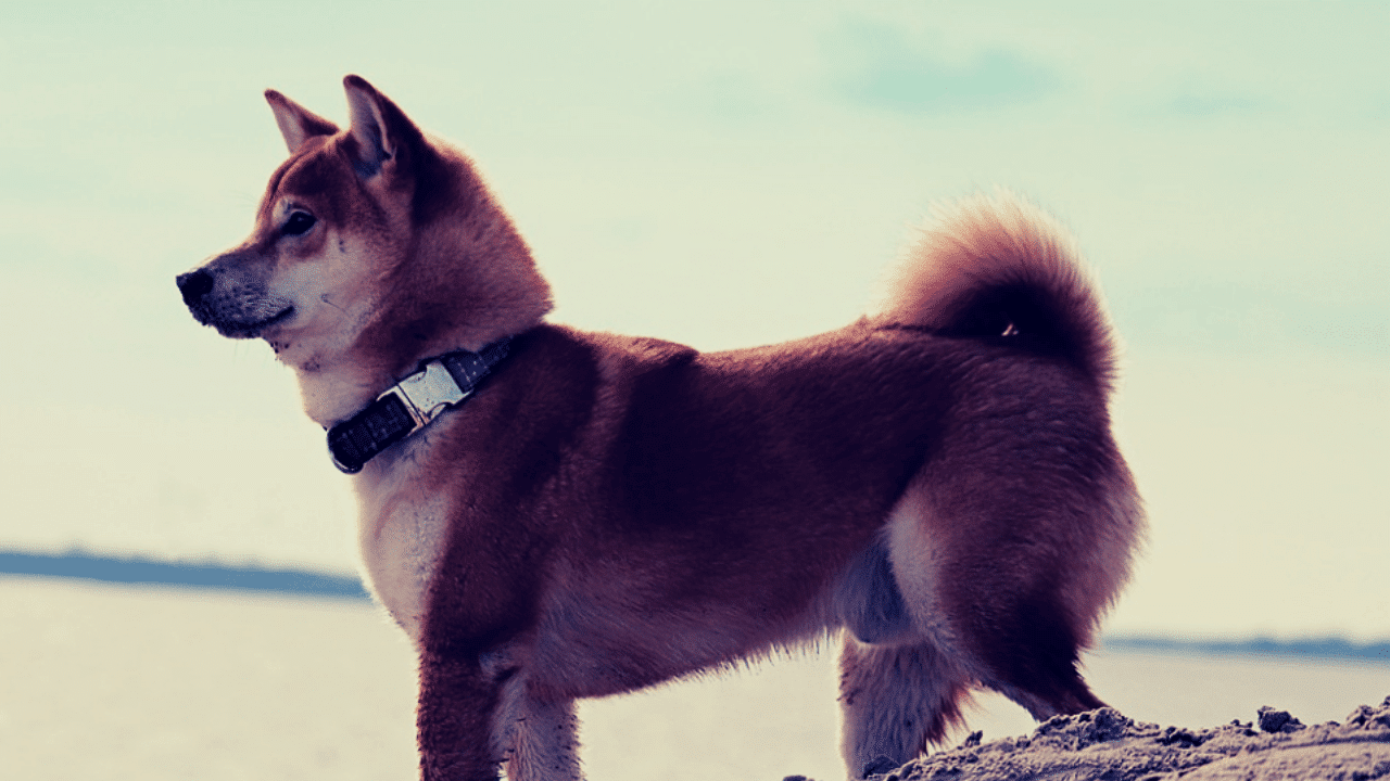 Dogecoin, Shiba Inu