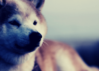 Dogecoin