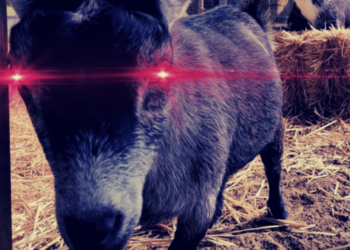 Koza