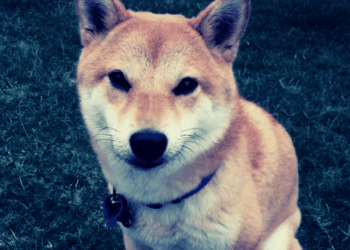 Shiba Inu