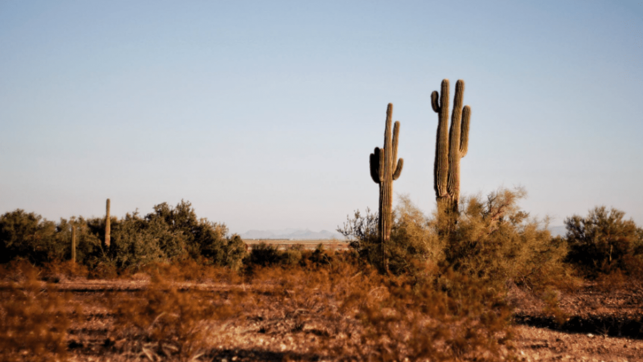Arizona