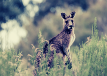 Austrália