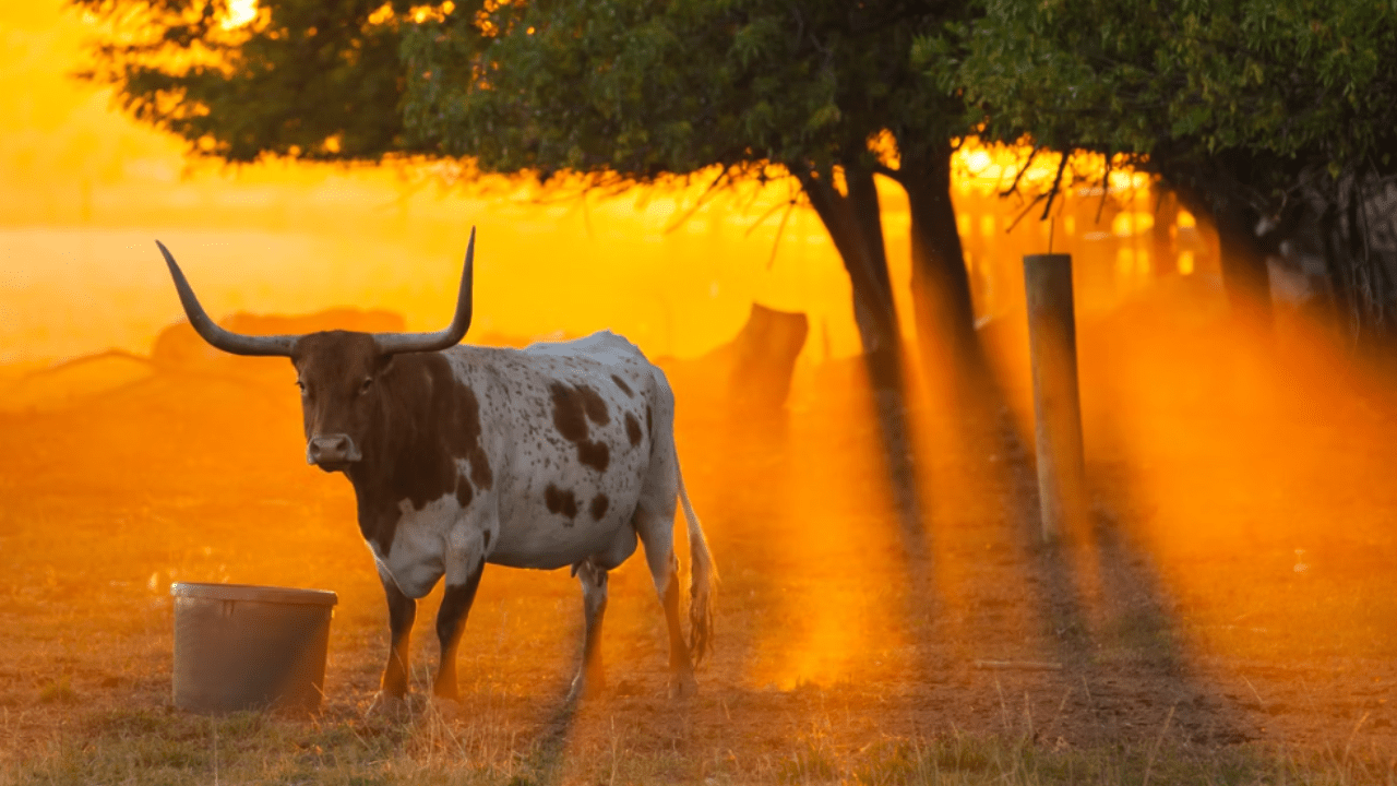 texas