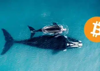 Veľryby Bitcoin