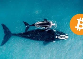 Veľryby Bitcoin