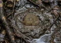 Bitcoin Blato Dno